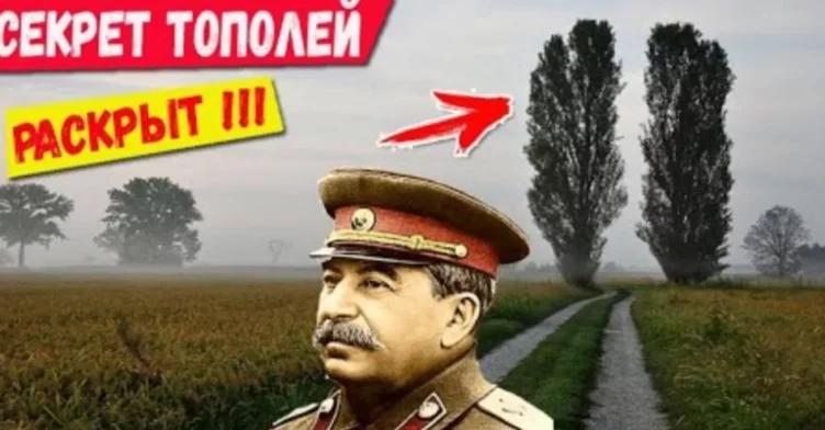 Навіщо в СРСР всюди садили тополі? Секрет розкрито!