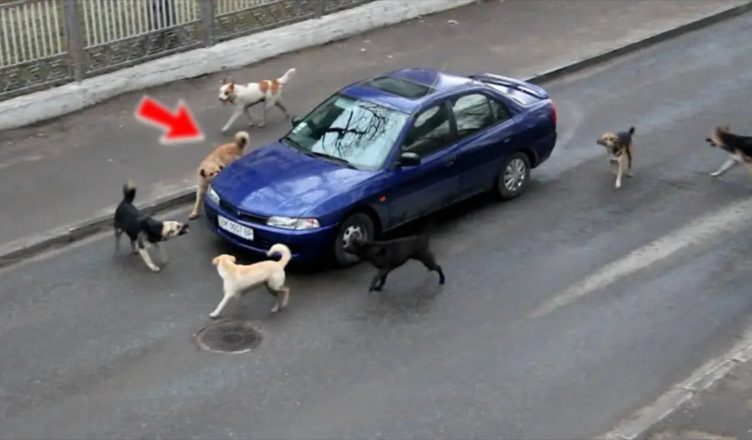 Зграя собак гавкала на припаркований автомобіль… Ш0к, що було всередині