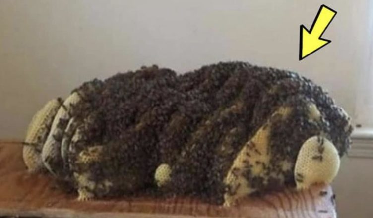 З-під ліжка жінки долинали дивні звуки. Розкривши підлогу, люди виявили жахливу знахідку