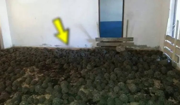 Викликали поліцію через сморід у сусідньому будинку! Шσк, що там виявили всередині