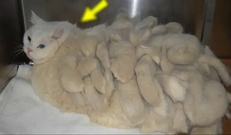 Жінка дістала дивну кішку зі сміттєвого бака, а через 2 дні усі були шоковані