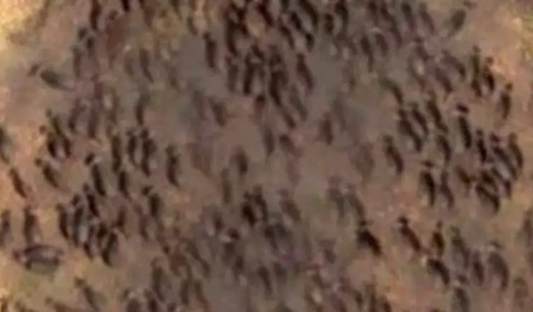 Дрон сьогодні зняв на відео таке, від чого мурахи по тілу