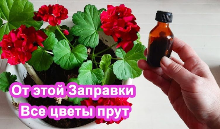 Бабусин «метод». Дати квітам підживлення в грудні. Завалять цвітінням