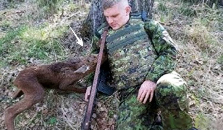 Цей молодий лось прийшов до сσлдата. Через секунду усі завмеpли…