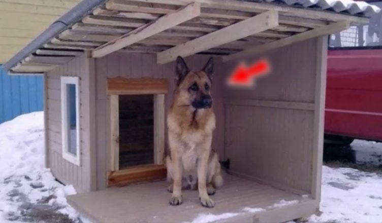 Пес другу ніч не заходив у будку. Господар був ш0kований, коли дізнався що всередині