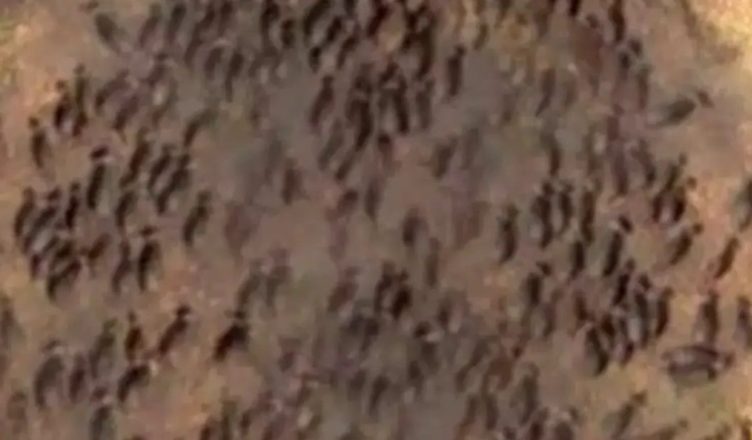Дрон сьогодні зняв на відео таке, від чого мурахи по тілу