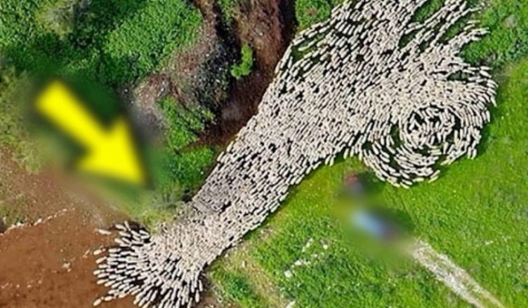 Дрон зняв те, чого ніхто не мав побачити! Кадри важко пояснити