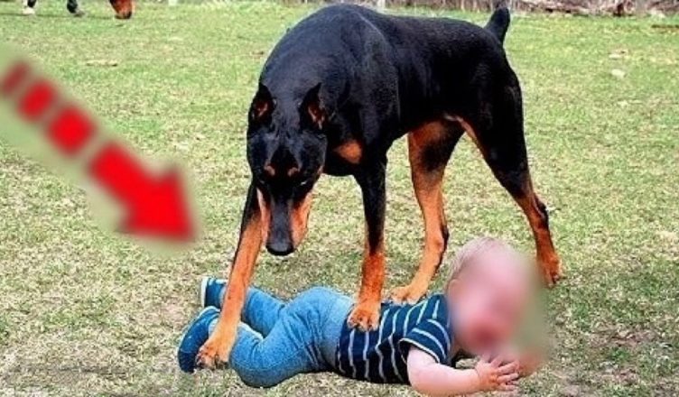 Мати залишила дитину наодинці із собакою. Повернувшись, вона була в ЖАХУ