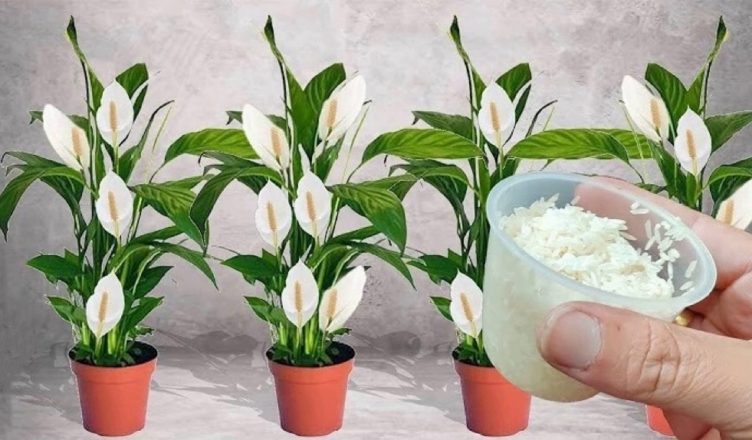 Усього 1 склянка, і Спатифілум вибухає безліччю кольорів (побачите неймовірний результат)