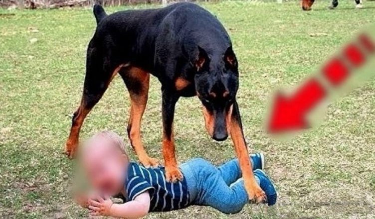 Мати залишила дитину наодинці із собакою. Повернувшись, вона була в ЖАХУ