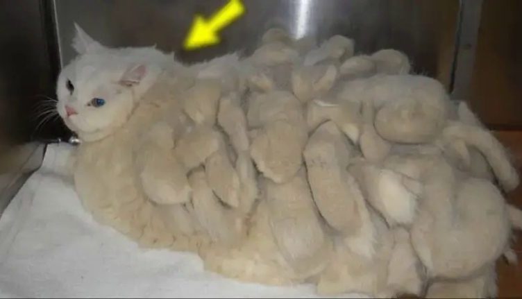 Жінка дістала дивну кішку зі сміттєвого бака, а через 2 дні усі були шоковані