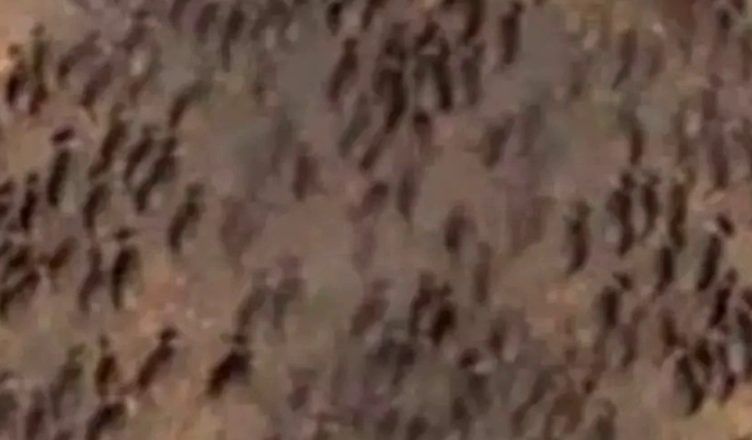 Дрон сьогодні зняв на відео таке, від чого мурахи по тілу