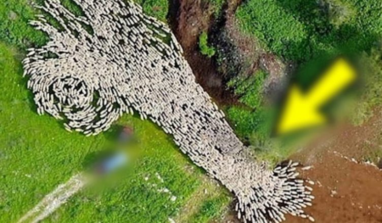 Дрон зняв те, чого ніхто не мав побачити! Кадри важко пояснити