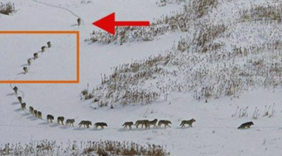 Ця фотографія несе потужне послання людям і вже підkорила півсвіту! І 0сь чому…