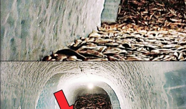 Сім’я купила будинок. Але зазирнувши до підвалу, закричали від жаху
