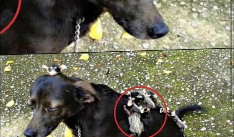 Дивіться, що ця собака на спині принесла в дім. Господарі досі не можуть відійти …