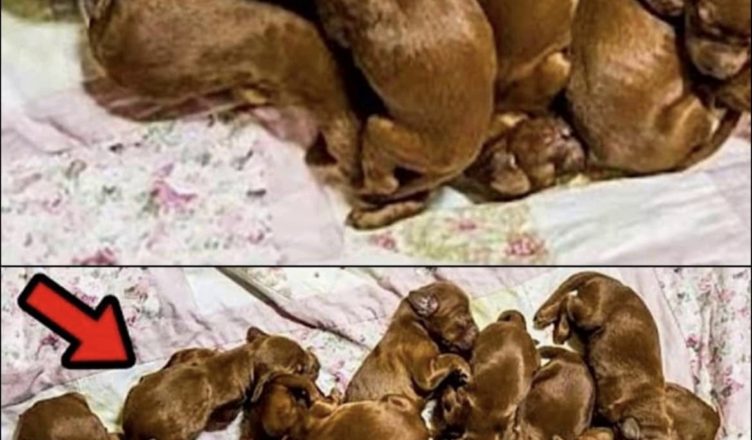 Пожежники врятували цуценят, але згодом люди зрозуміли, що це зовсім не собаки