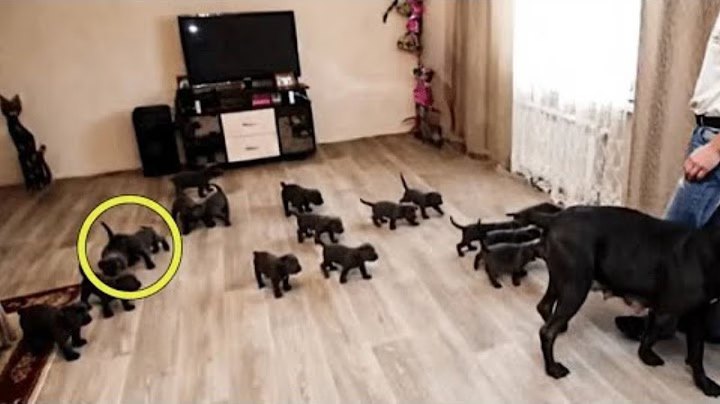 SPAM Собака народила 15 цуценят! Ветеринар придивився до них і зблід