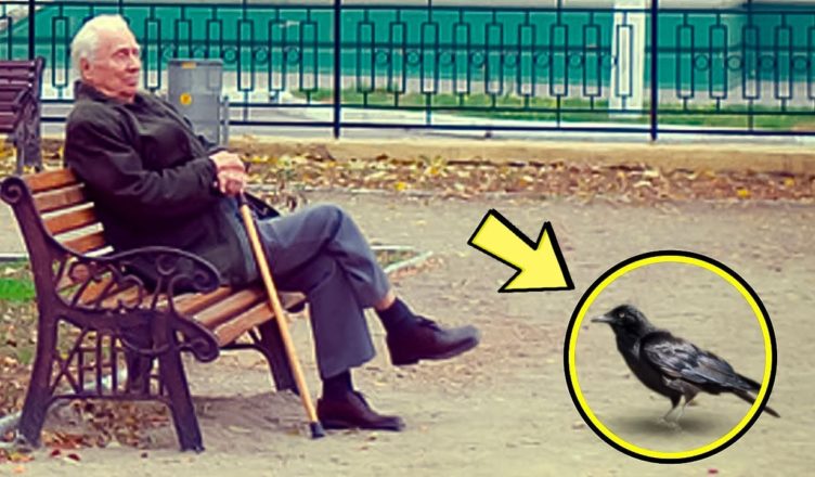 Старик несколько месяцев кормил ворону. Однажды он принес подарок, который заставил его плакать!