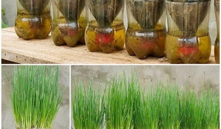 Лук на перо можно выращивать зимой, используя обычные пластиковые бутылки, и больше не тратиться на его приобретение в магазине