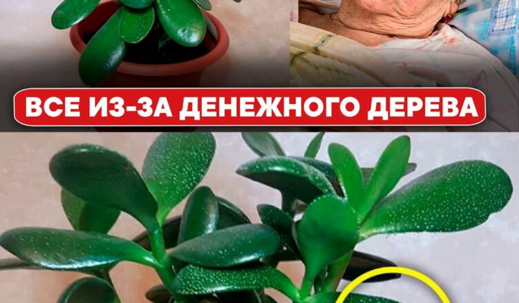 Багато хто тримає у квартирі ГРОШОВЕ ДЕРЕВО. Але вони навіть не здогадуються, що воно творить з тілом
