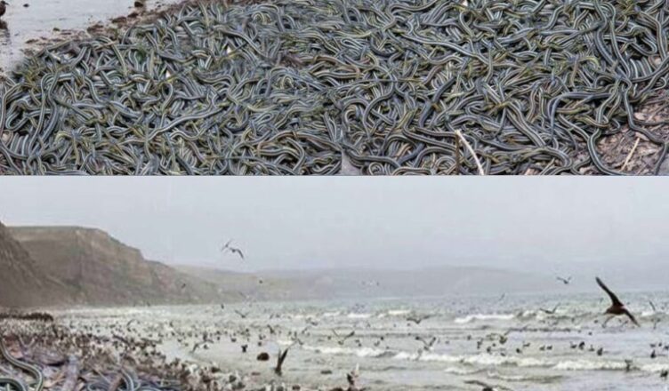 Пσсмотрите! Неσбъяснимое Нечто Началось по Все Миру