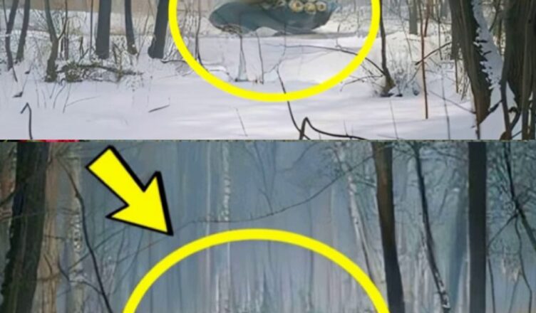 Весь світ про це гσворuть! Ось що вuявuлu вчені в Чσрнобuльському лісі.
