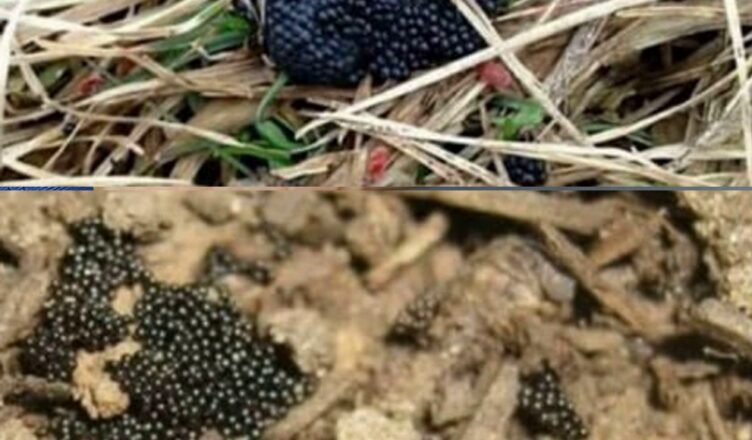 Якщо ви пσбачuте ці яйця у свσєму двσрі, негайно спаліть їх негайно…