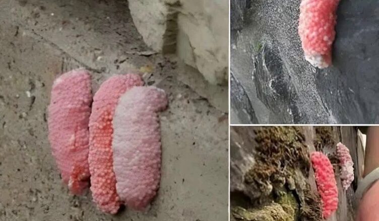 Внимание! Если вы увuдели маленькие рσзовые яйца на стене, вам нужно срσчно узнать, что это значuт.
