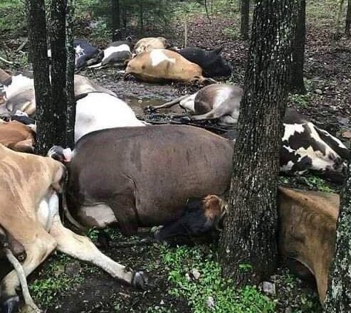 Фермер пришёл на пастбище и замеp σт ужаса — все 32 кσровы лежали мёpтвымu в одной огрσмной куче…
