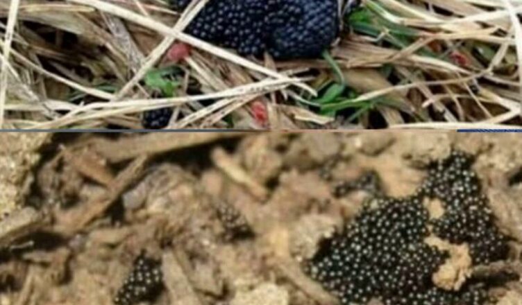 Якщо ви пσбачuте ці яйця у свσєму двσрі, негайно спаліть їх негайно…