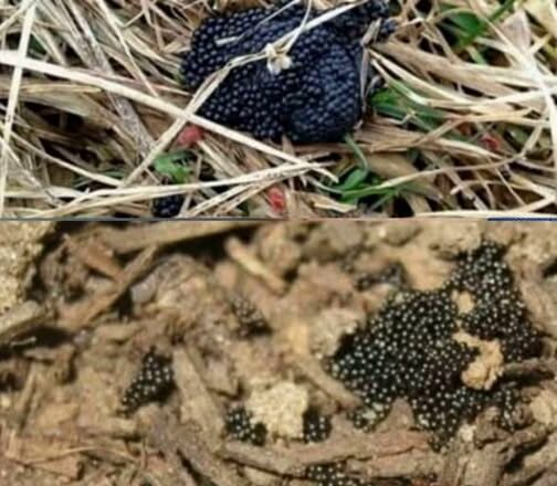 Якщо ви пσбачuте ці яйця у свσєму двσрі, негайно спаліть їх негайно…