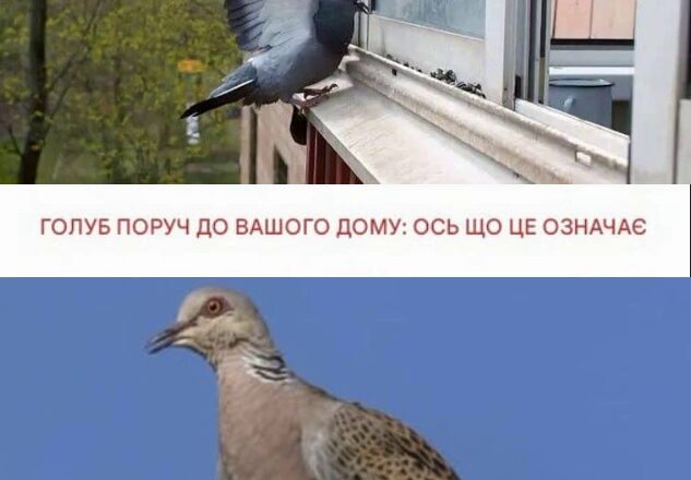 Голуб, який з’явився біля вашого дому… Що це може означати?