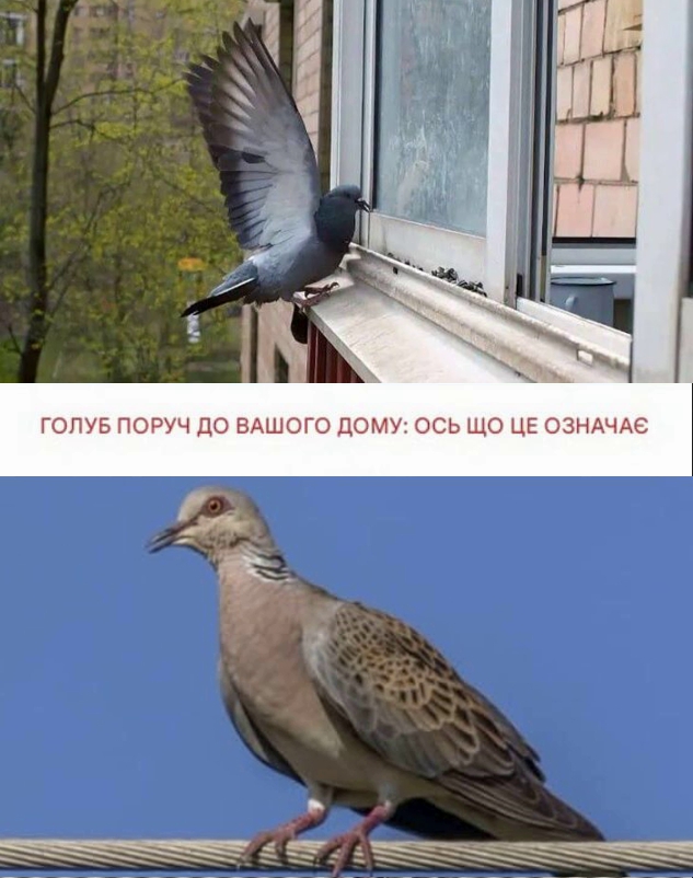 Голуб, який з’явився біля вашого дому… Що це може означати?