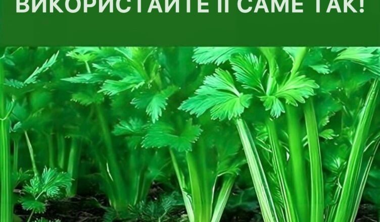 Ця рослина допомагає очищати кров, шкіру, нирки, печінку та підшлункову залозу.. ЗРОБІТЬ ЦЕ ТАК.