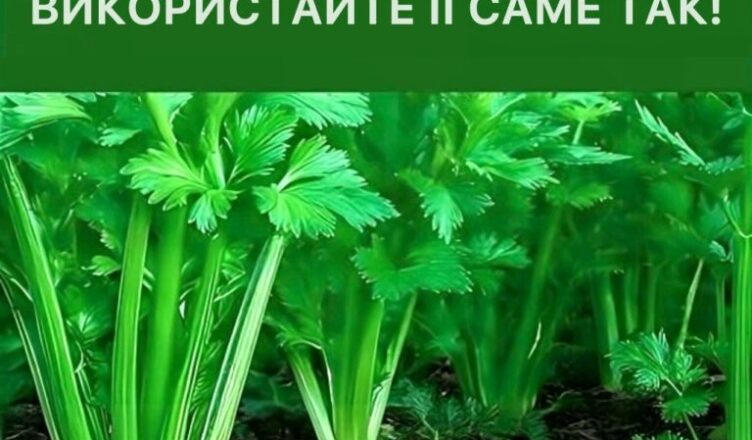Ця рослина допомагає очищати кров, шкіру, нирки, печінку та підшлункову залозу.. ЗРОБІТЬ ЦЕ ТАК.