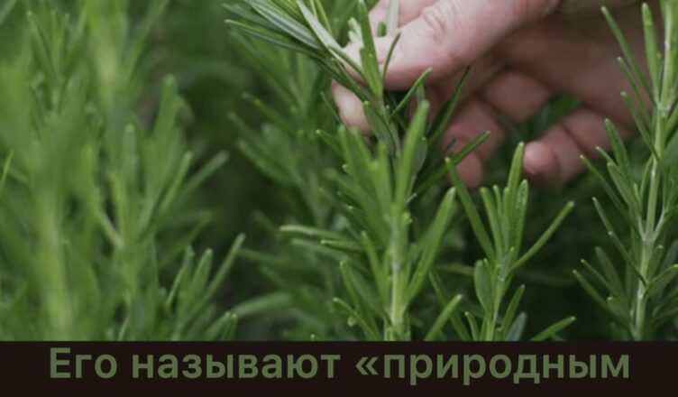 Одно из самых сильных целебных растений, о котором многие даже не догадываются, называется…