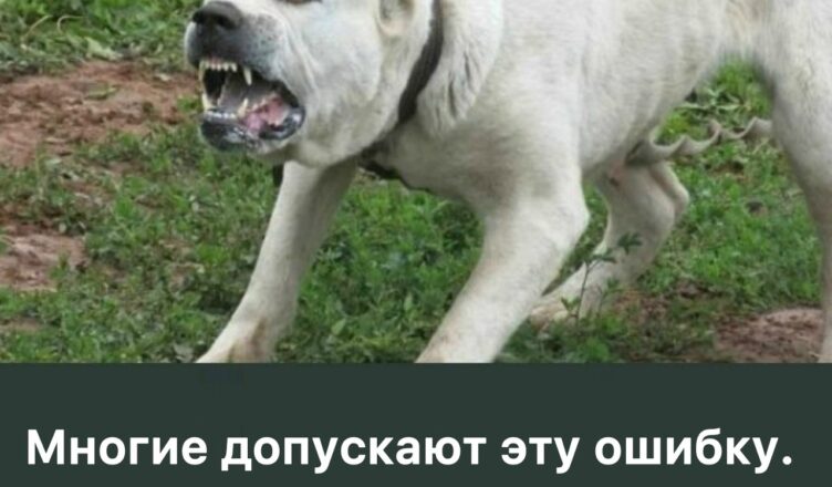 Многие допускают эту ошибку!  Что делать, если на пути оказалась агрессивная собака