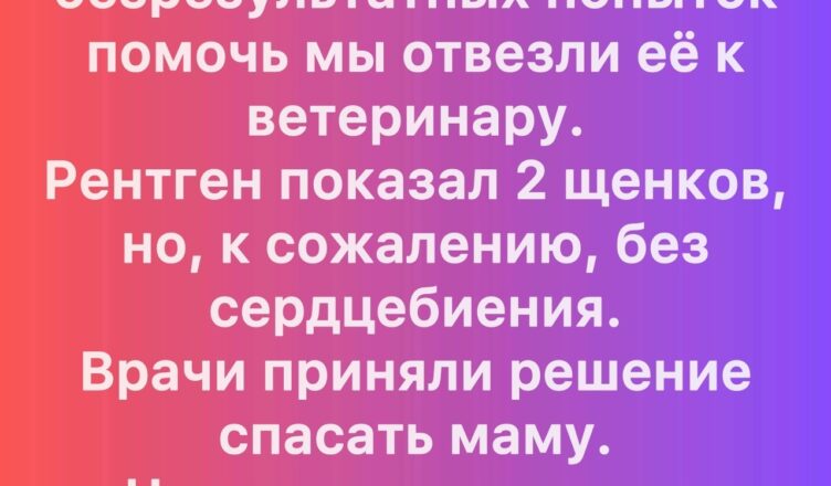 Чудо по имени Надежда: история о том, как наша хаски и её щенок сумели бросить вызов судьбе.