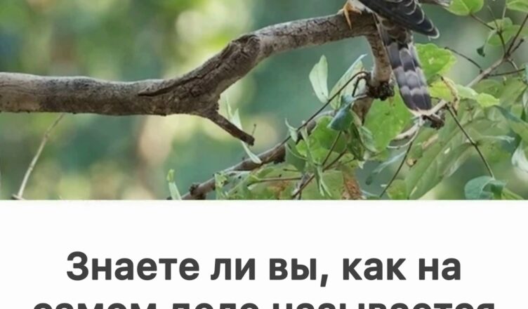 А вы знали, как на самом деле называют самца кукушки?