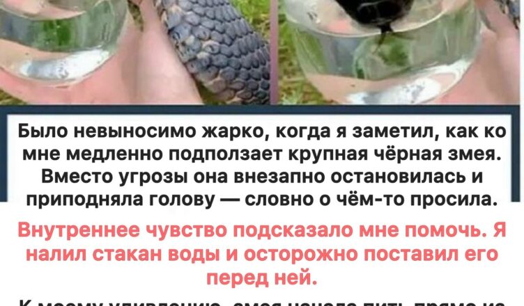Мне казалось, что змея просто хотела воды — пока не увидел правду…