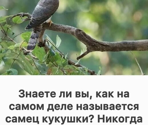А вы знали, как на самом деле называют самца кукушки?