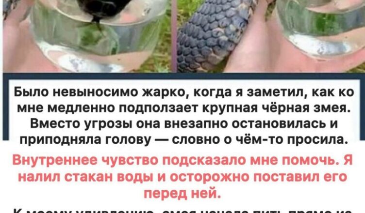 Мне казалось, что змея просто хотела воды — пока не увидел правду…