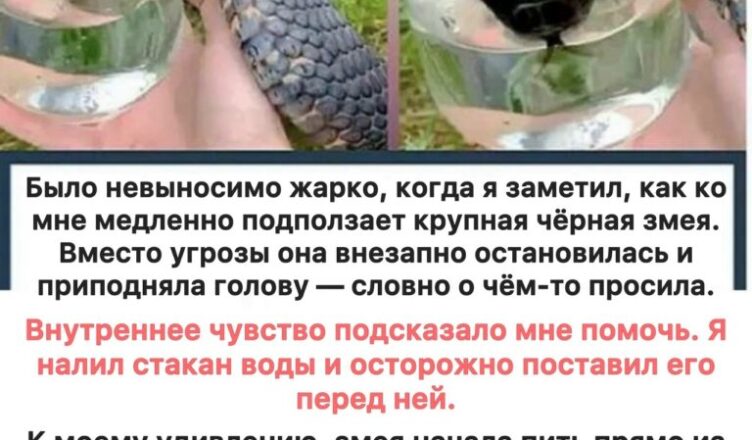 Мне казалось, что змея просто хотела воды — пока не увидел правду…
