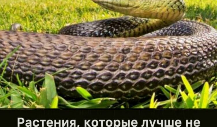 Держитесь подальше от этих растений, если не хотите привлечь змей к своему дому