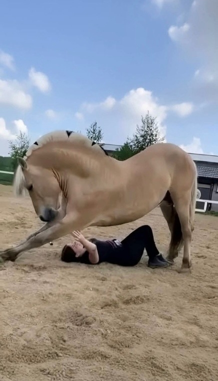 Две кобылки в юбках попадаются на объектив камеры