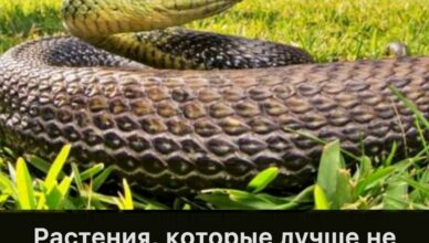 Держитесь подальше от этих растений, если не хотите привлечь змей к своему дому
