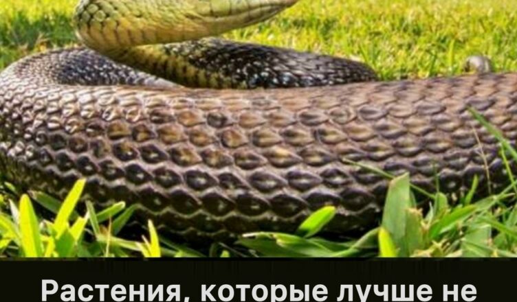Держитесь подальше от этих растений, если не хотите привлечь змей к своему дому